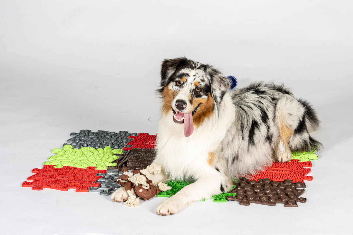 Pets Sensory Snuffle Set